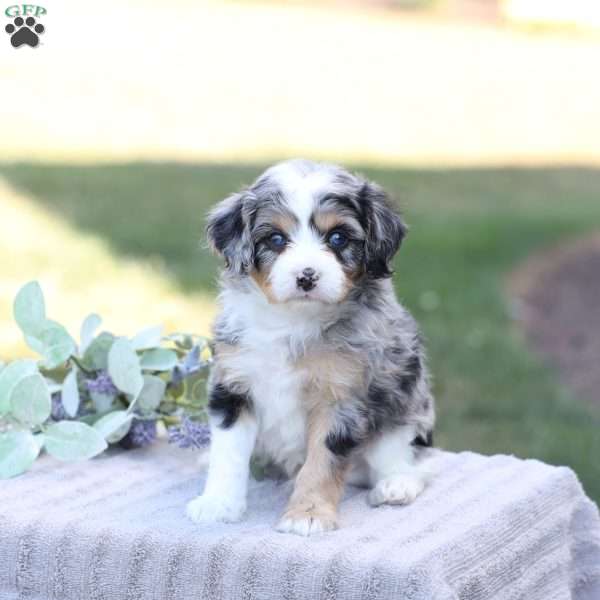 Jean, Cavapoo Puppy